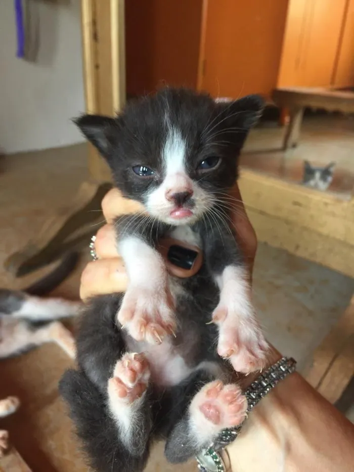 Gato ra a  idade Abaixo de 2 meses nome Gatinhos