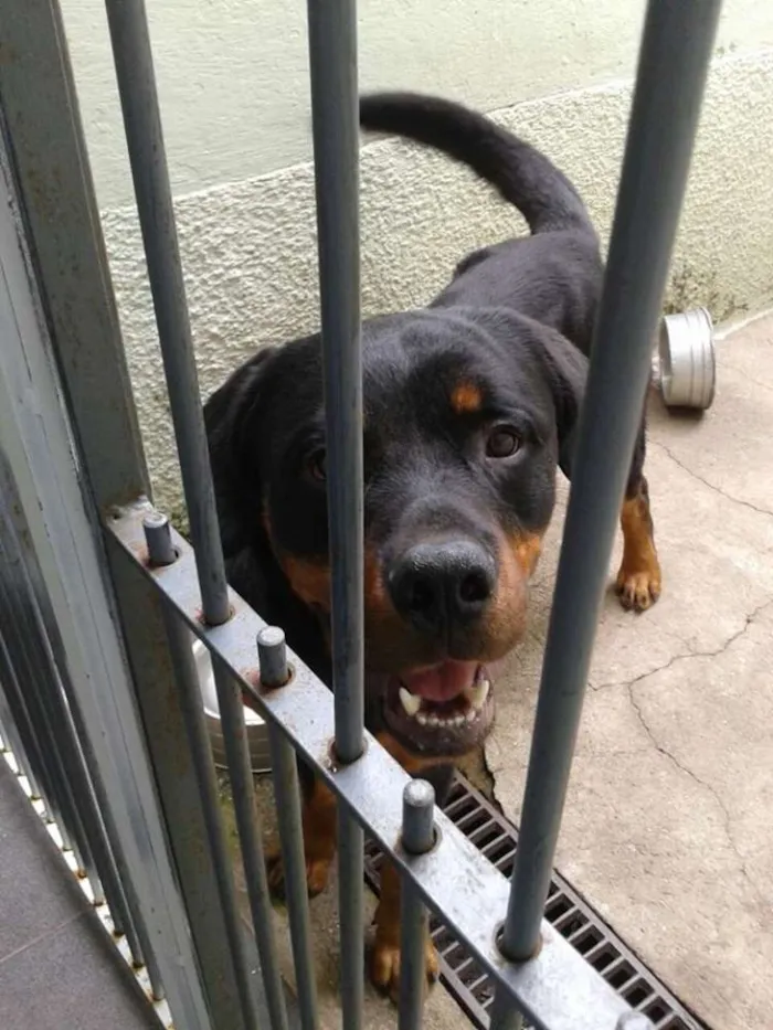 Cachorro ra a Rottweiler idade 1 ano nome Carvão