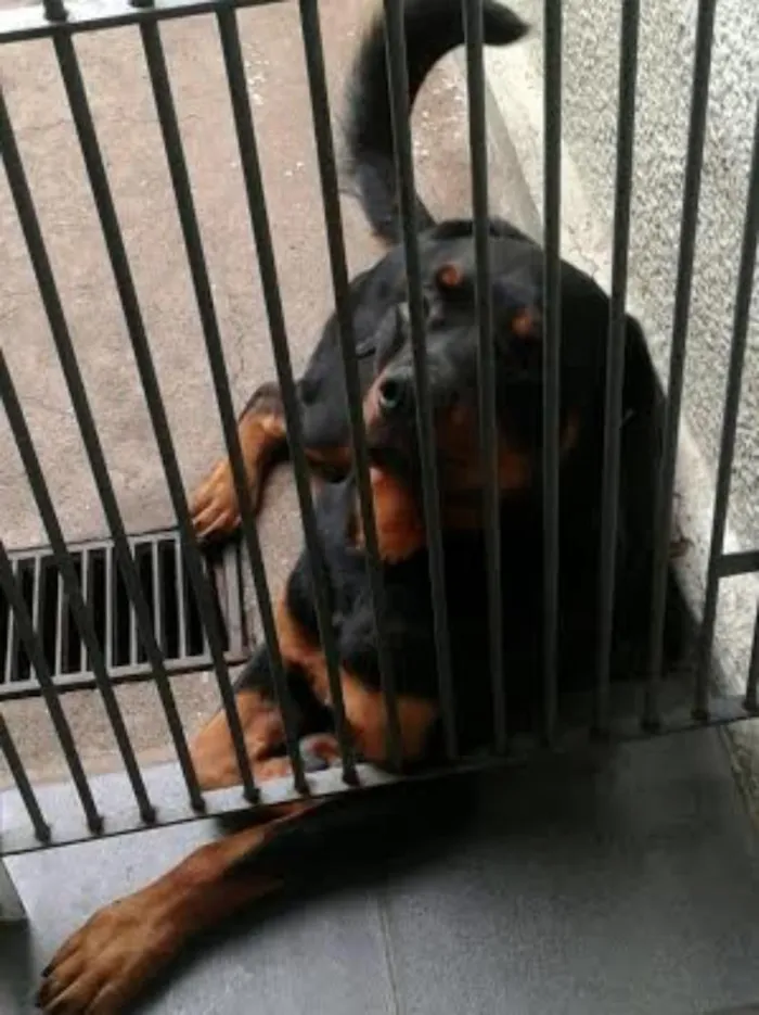 Cachorro ra a Rottweiler idade 1 ano nome Carvão