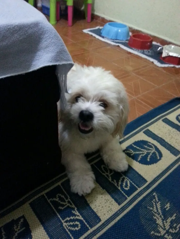 Cachorro ra a srd idade 1 ano nome miguel