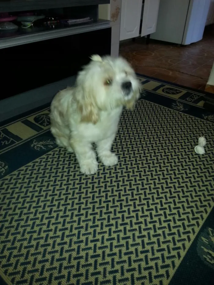 Cachorro ra a srd idade 1 ano nome miguel