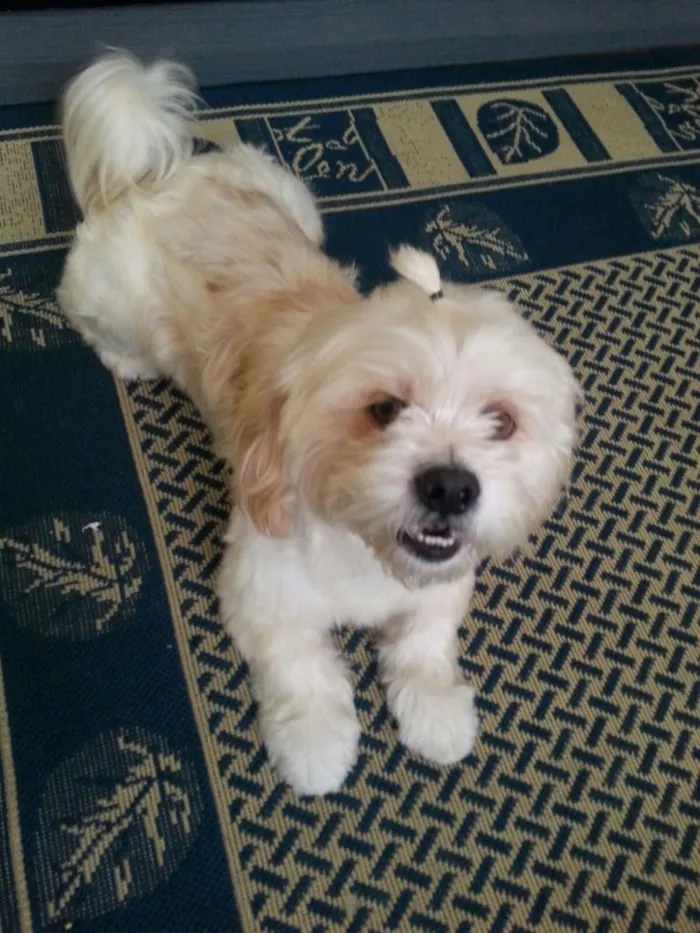 Cachorro ra a srd idade 1 ano nome miguel