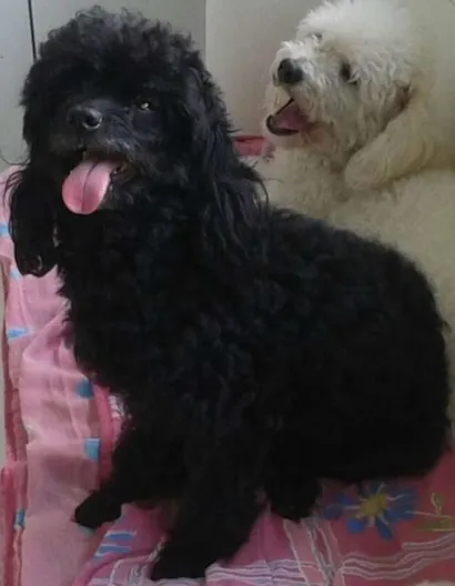 Cachorro raça Poodle idade 2 anos nome Rebeca GRATIFICA