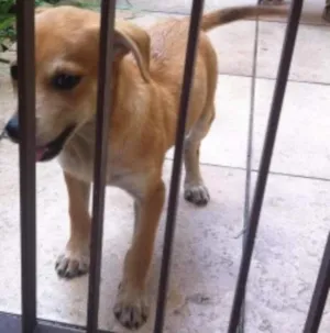 Cachorro raça indefinida idade 2 a 6 meses nome Pipo