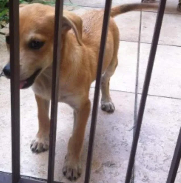 Cachorro ra a indefinida idade 2 a 6 meses nome Pipo