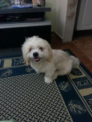 Cachorro raça srd idade 1 ano nome miguel