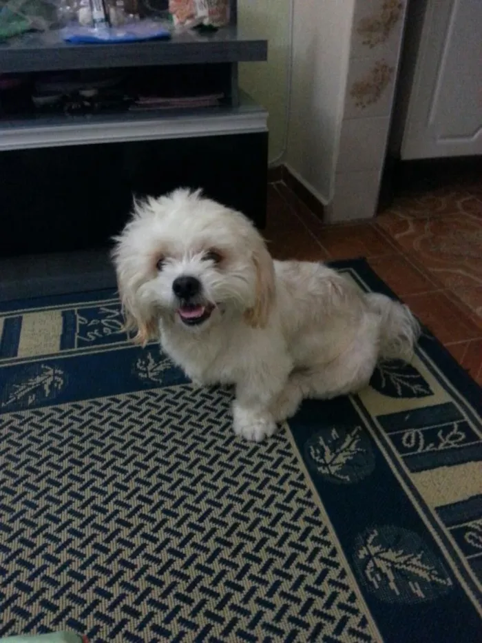 Cachorro ra a srd idade 1 ano nome miguel