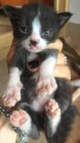 Gatinhos