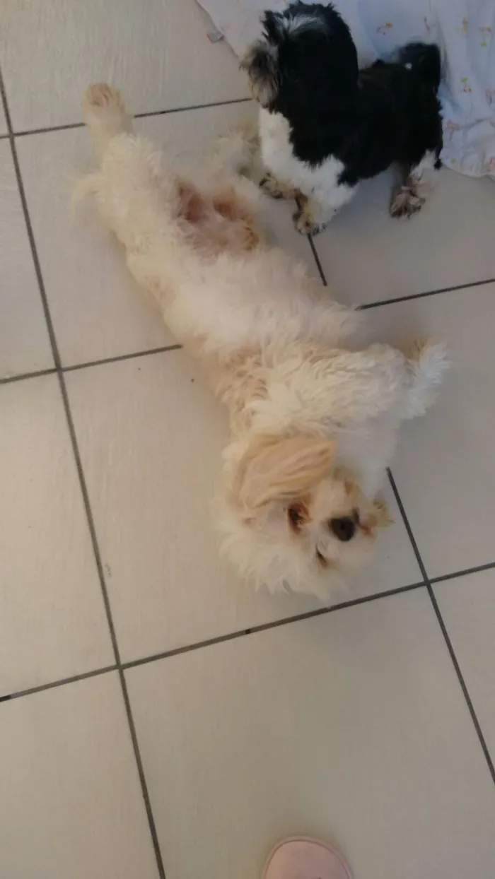 Cachorro ra a srd idade 1 ano nome miguel