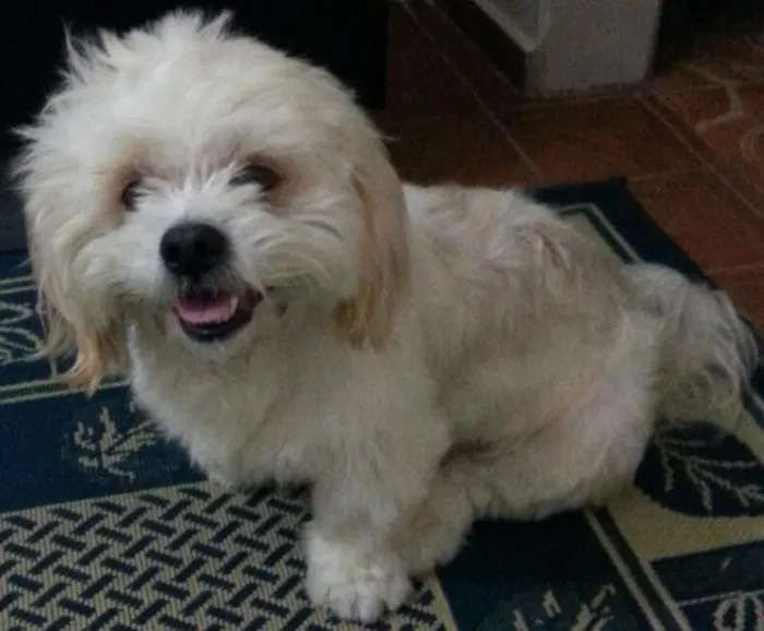 Cachorro ra a srd idade 1 ano nome miguel