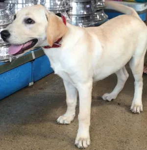 Cachorro raça Clara idade  nome Luna