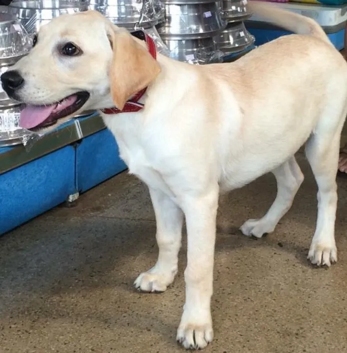 Cachorro ra a Clara idade  nome Luna