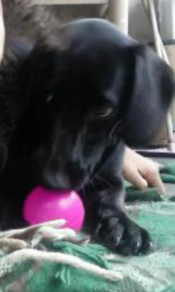Cachorro ra a srd idade 7 a 11 meses nome luna