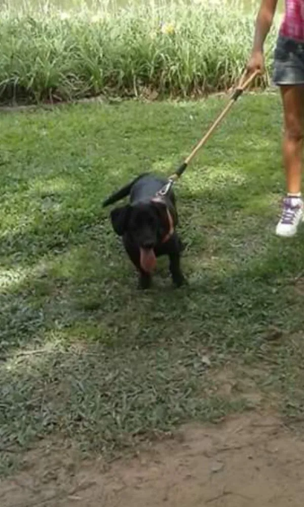 Cachorro ra a srd idade 7 a 11 meses nome luna