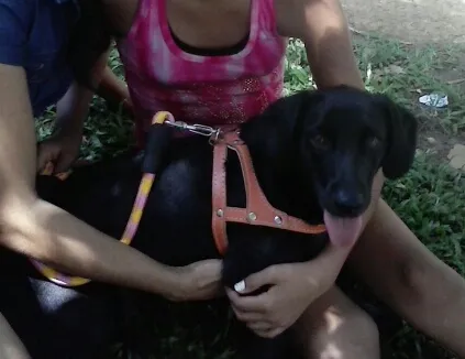 Cachorro ra a srd idade 7 a 11 meses nome luna