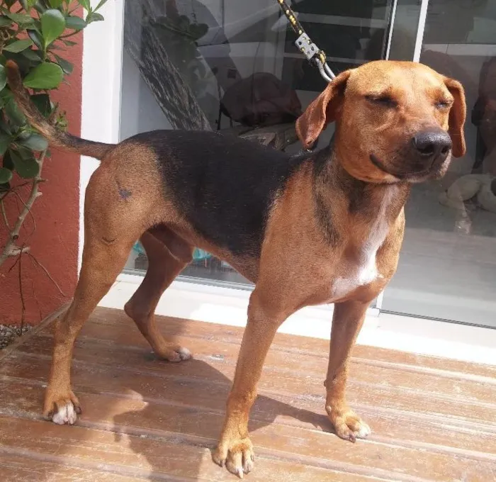 Cachorro ra a SRD idade 7 a 11 meses nome URUK