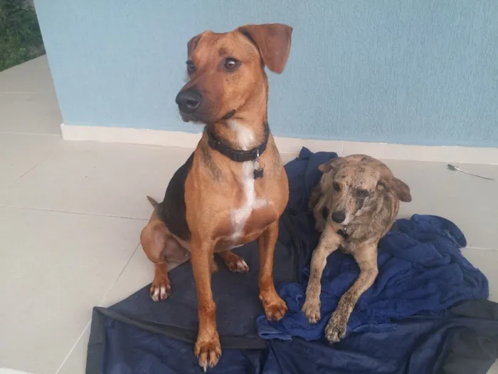 Cachorro ra a SRD idade 7 a 11 meses nome URUK
