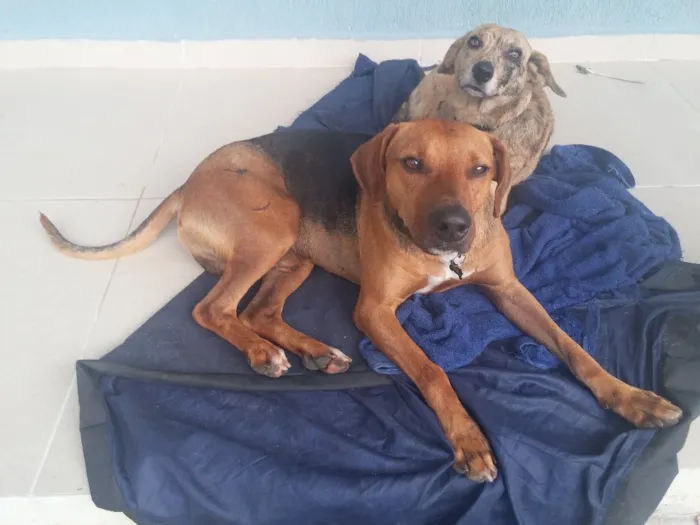 Cachorro ra a SRD idade 7 a 11 meses nome URUK