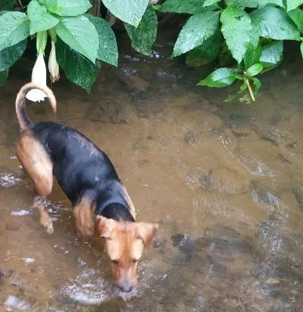 Cachorro ra a SRD idade 7 a 11 meses nome URUK