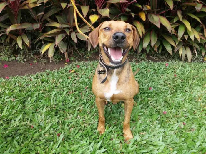 Cachorro ra a SRD idade 7 a 11 meses nome URUK
