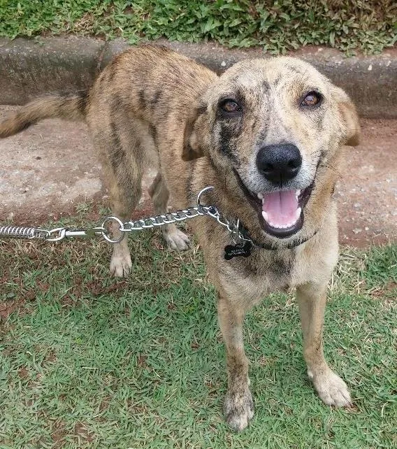 Cachorro ra a SRD idade 7 a 11 meses nome TANTAN
