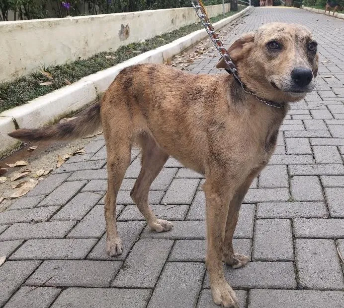 Cachorro ra a SRD idade 7 a 11 meses nome TANTAN