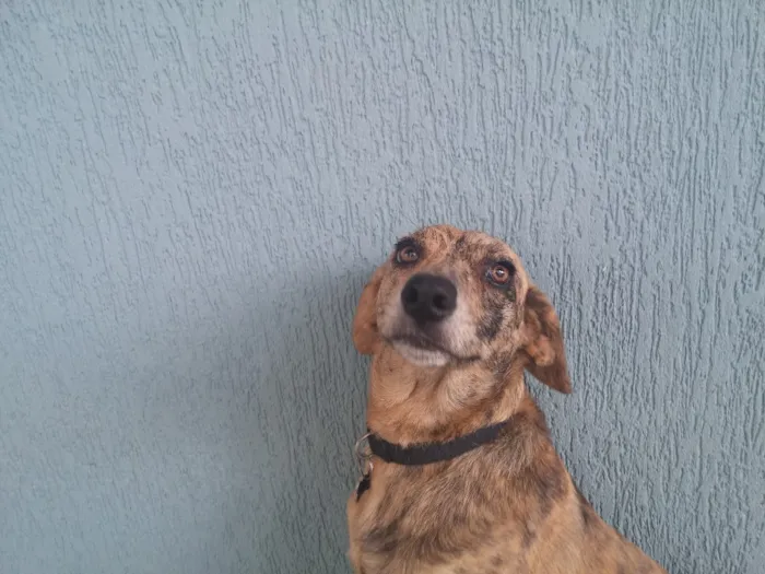 Cachorro ra a SRD idade 7 a 11 meses nome TANTAN