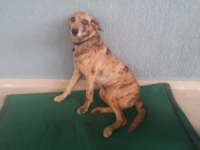 Cachorro ra a SRD idade 7 a 11 meses nome TANTAN