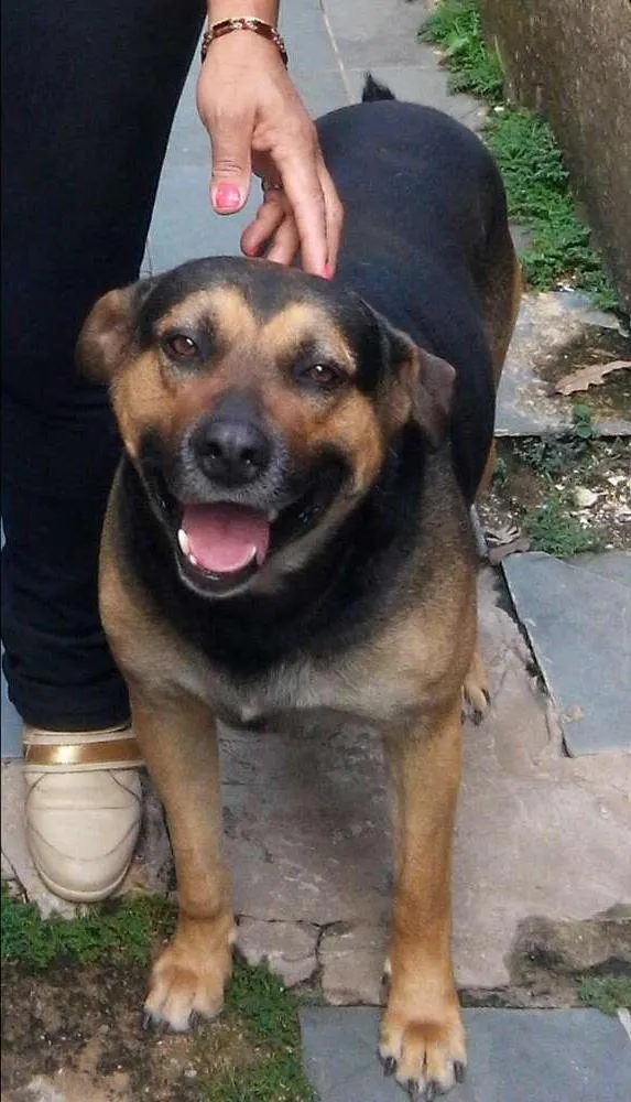 Cachorro ra a viralata com pastor alemao idade 5 anos nome negao