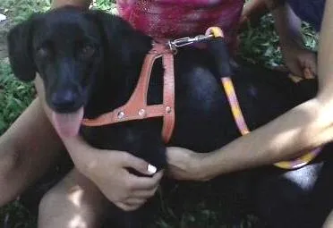 Cachorro ra a srd idade 7 a 11 meses nome luna