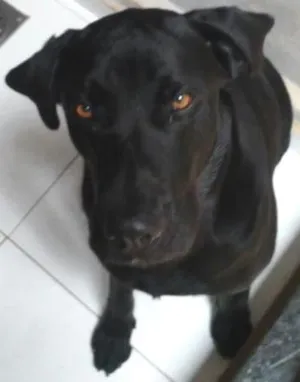 Cachorro raça Labrador idade  nome Stalone