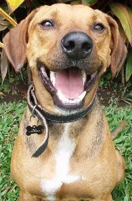 Cachorro ra a SRD idade 7 a 11 meses nome URUK