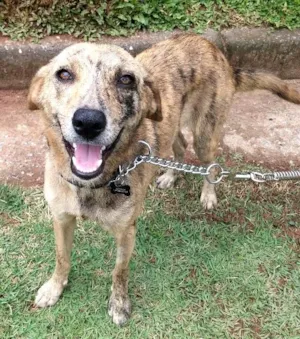 Cachorro raça SRD idade 7 a 11 meses nome TANTAN