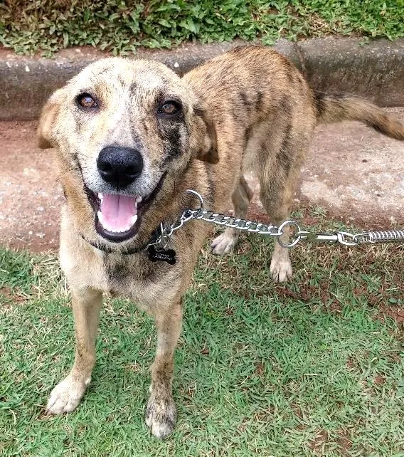 Cachorro ra a SRD idade 7 a 11 meses nome TANTAN