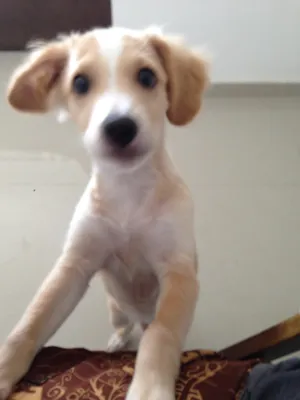 Cachorro raça Vira lata idade 2 a 6 meses nome Loo