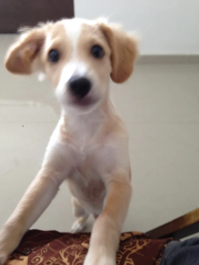Cachorro ra a Vira lata idade 2 a 6 meses nome Loo