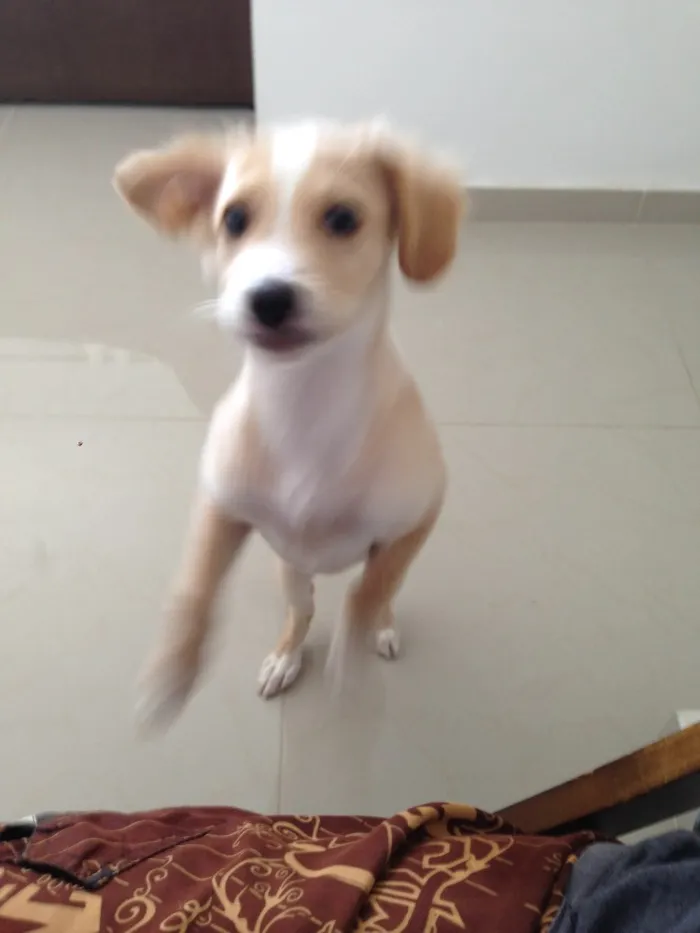 Cachorro ra a Vira lata idade 2 a 6 meses nome Loo