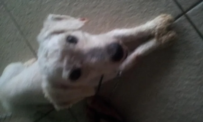 Cachorro ra a poodle idade 4 anos nome bob