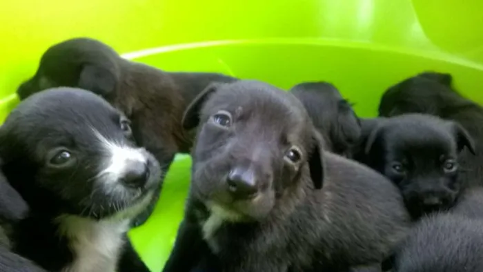 Cachorro ra a vira-latas idade Abaixo de 2 meses nome filhotes