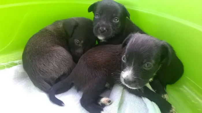 Cachorro ra a vira-latas idade Abaixo de 2 meses nome filhotes
