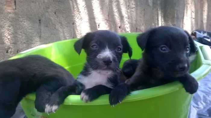 Cachorro ra a vira-latas idade Abaixo de 2 meses nome filhotes