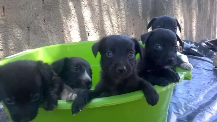 Cachorro ra a vira-latas idade Abaixo de 2 meses nome filhotes