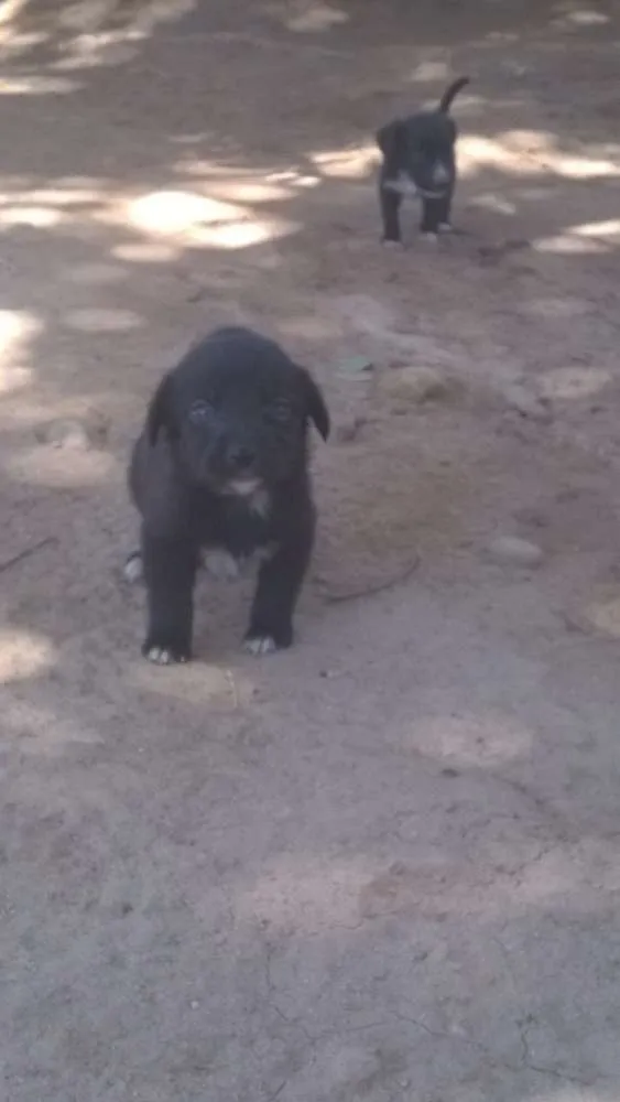 Cachorro ra a vira-latas idade Abaixo de 2 meses nome filhotes