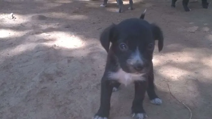 Cachorro ra a vira-latas idade Abaixo de 2 meses nome filhotes