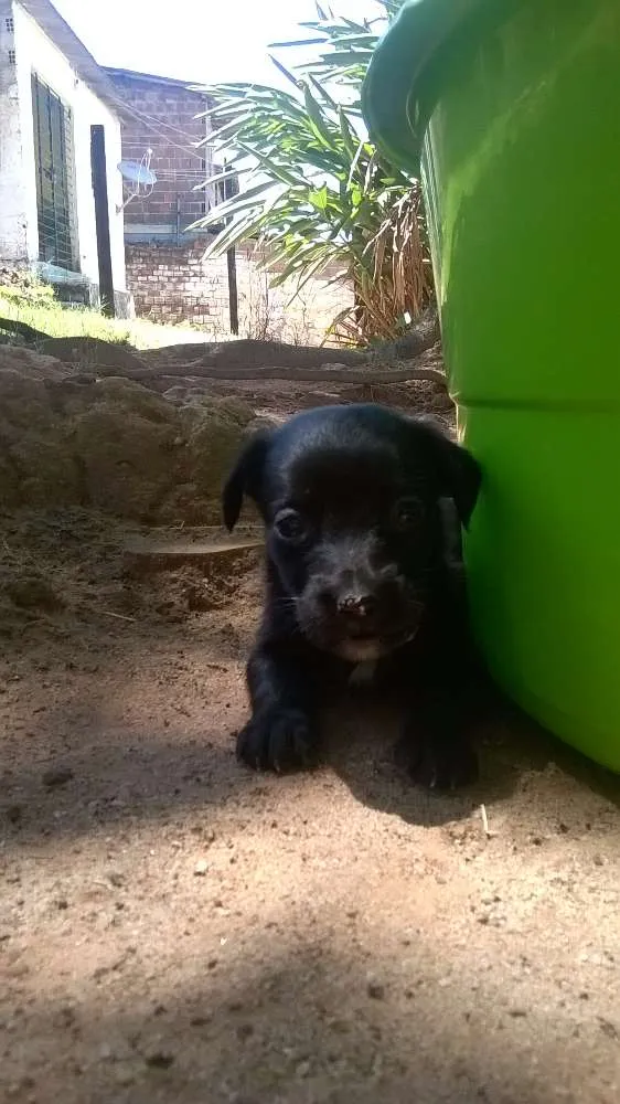 Cachorro ra a vira-latas idade Abaixo de 2 meses nome filhotes