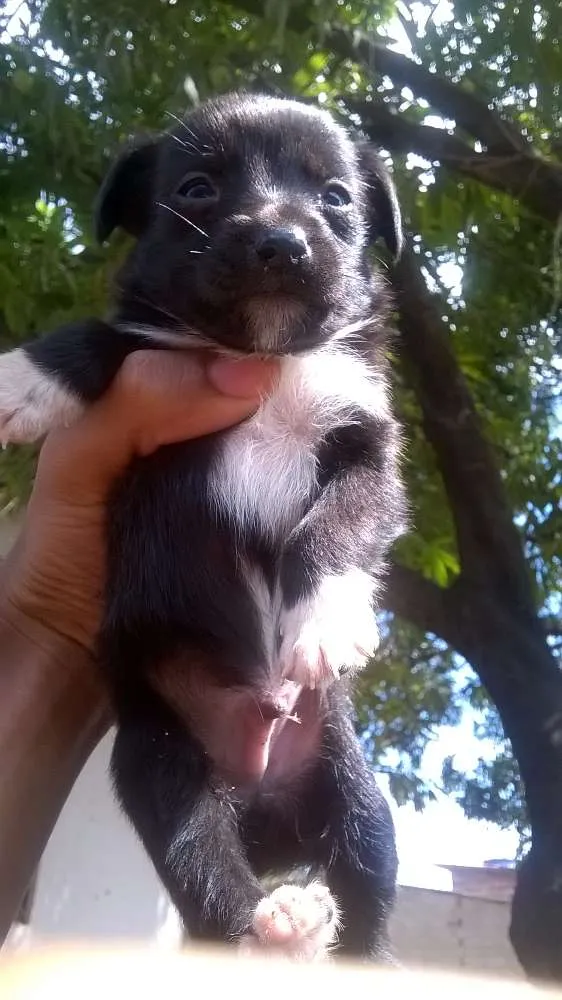 Cachorro ra a vira-latas idade Abaixo de 2 meses nome filhotes
