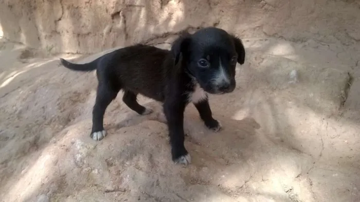 Cachorro ra a vira-latas idade Abaixo de 2 meses nome filhotes