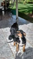 Priscila e paquita