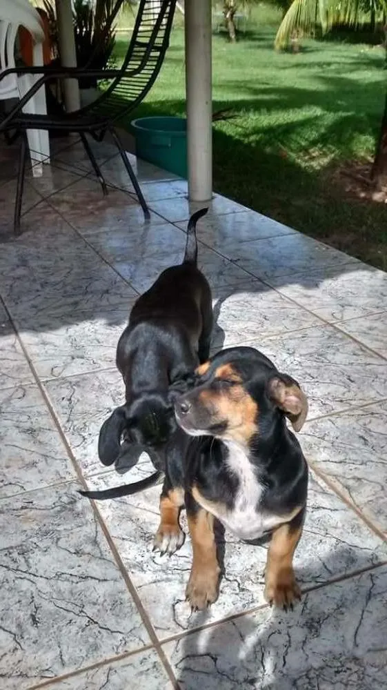 Cachorro ra a Não definida idade 2 a 6 meses nome Priscila e paquita