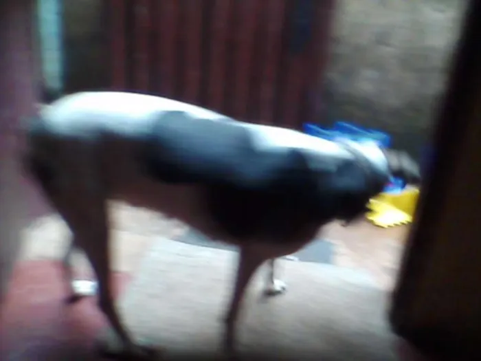 Gato ra a Fox Paulistinha idade 2 anos nome Barbie